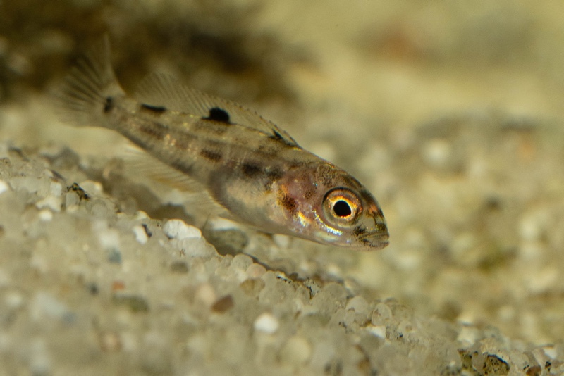 Lepidiolamprologus boulengeri 'Kigoma'